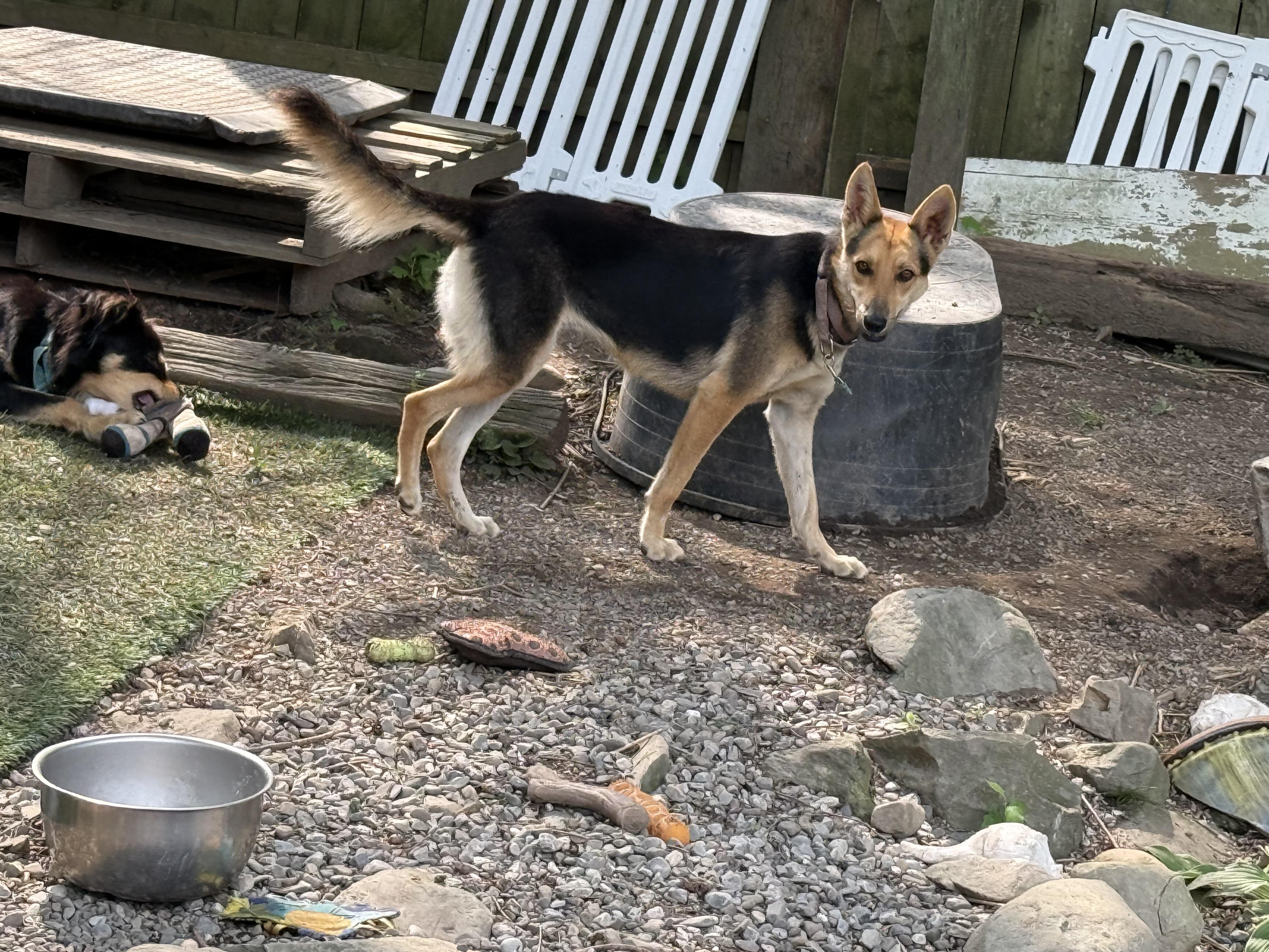 Daisy, ADOPTABLE, Adult Female German Shepherd Dog.
