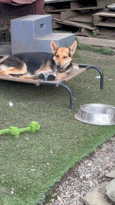 Enlarge Daisy, a ADOPTABLE mixed breed in Pleasant Valley, NY video 5/5