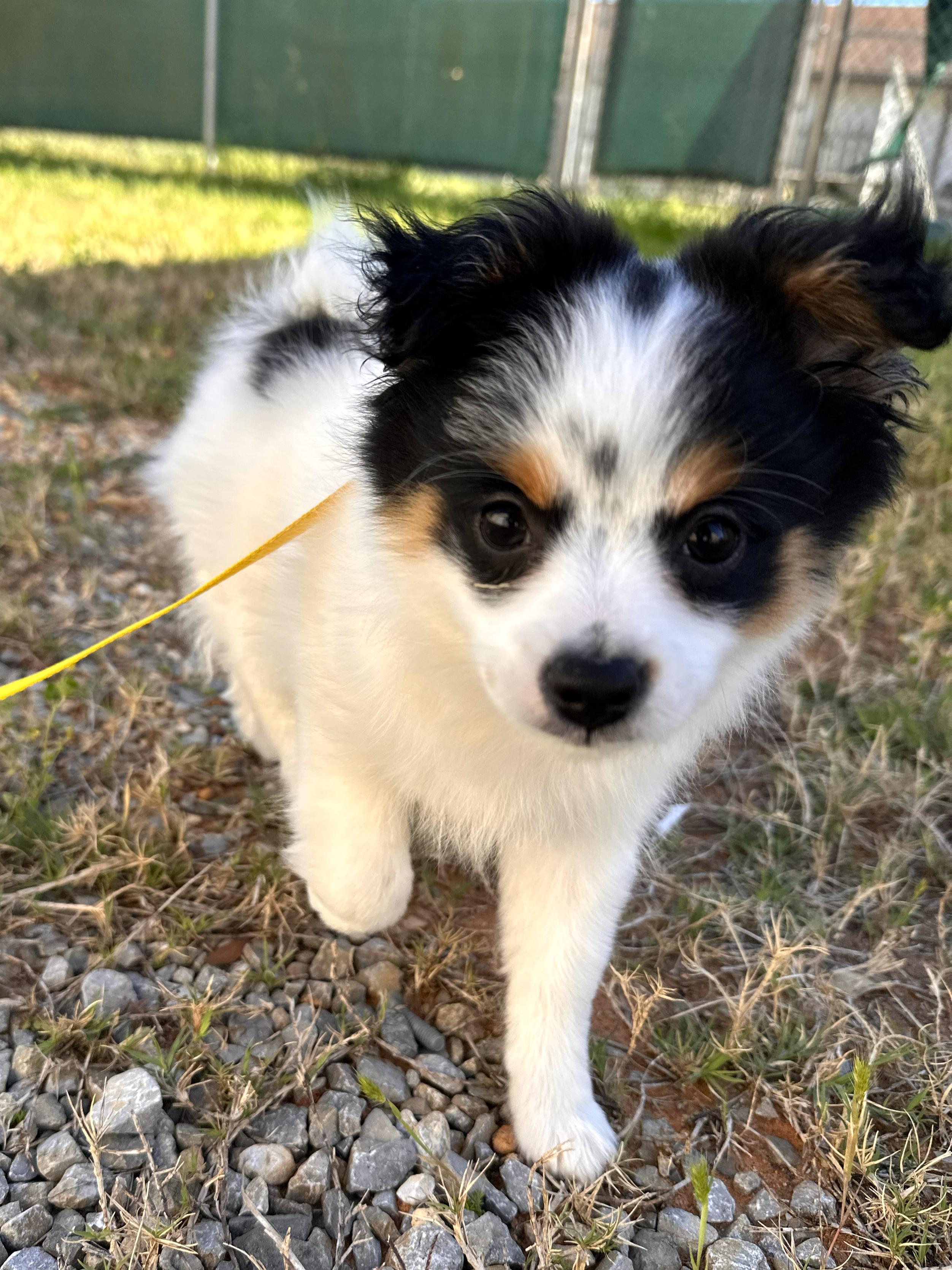 Enlarge Piper, an adopted mixed breed in Fairhope, AL image 5/5