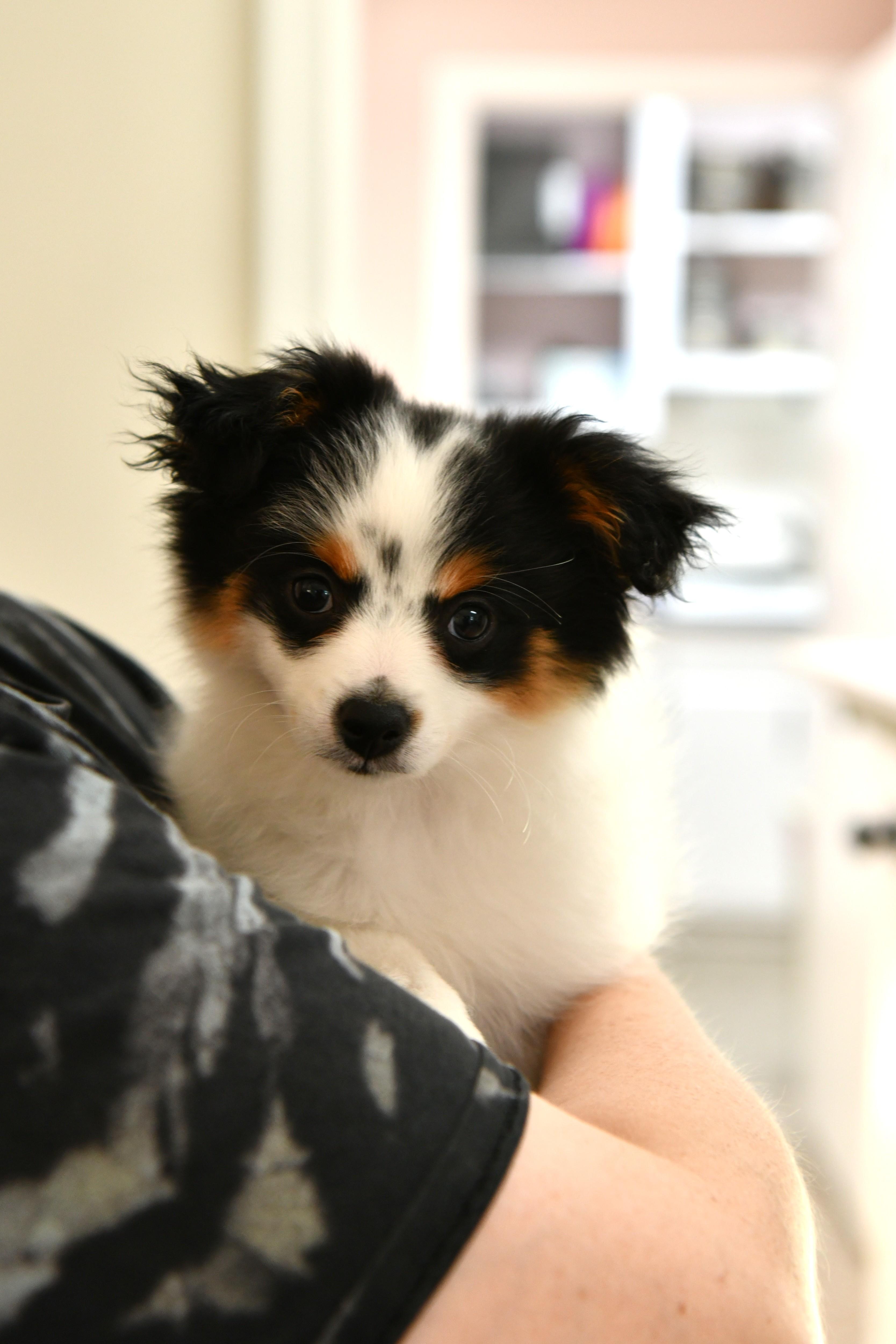 Piper, adopted, Puppy Female Pomeranian & Australian Shepherd.