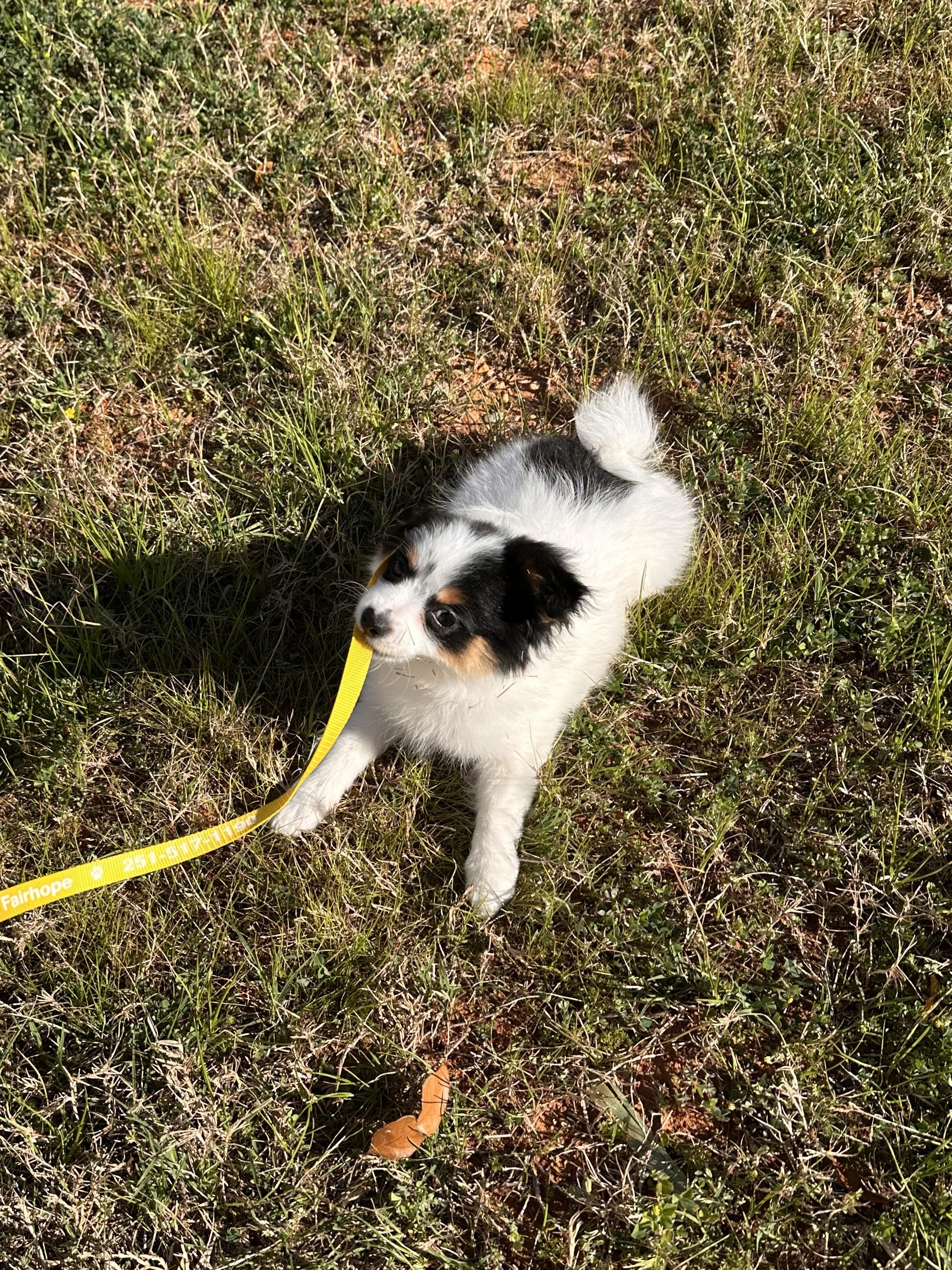 Enlarge Piper, an adopted mixed breed in Fairhope, AL image 3/5