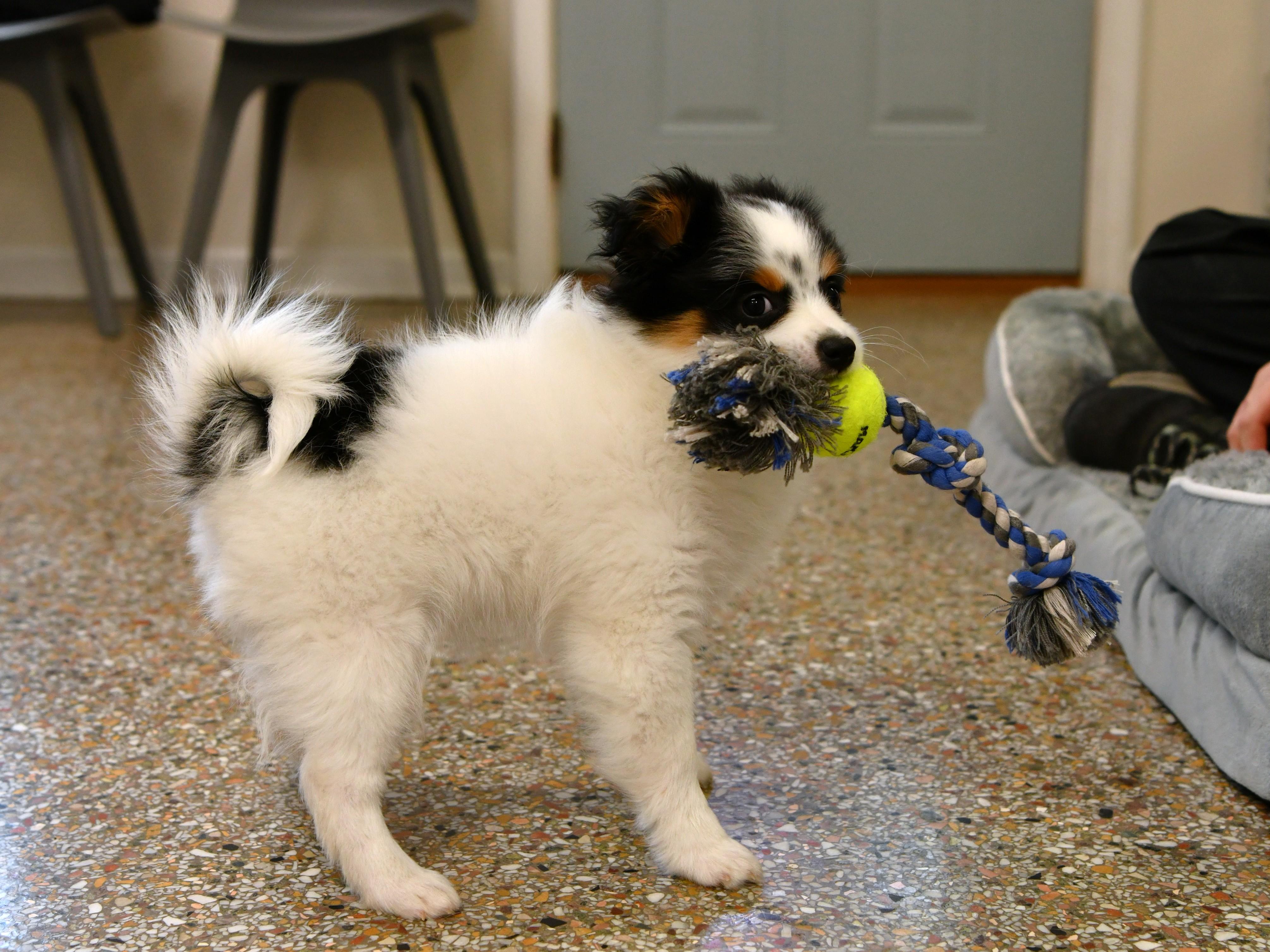 Enlarge Piper, an adopted mixed breed in Fairhope, AL image 4/5
