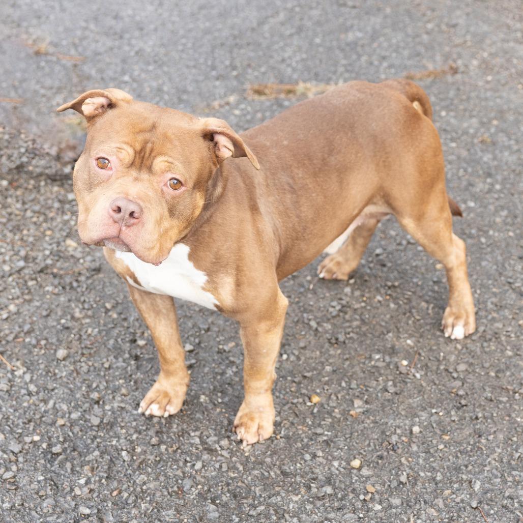 Enlarge Anubis, a ADOPTABLE Mixed Breed in Cape Girardeau, MO image 1/2