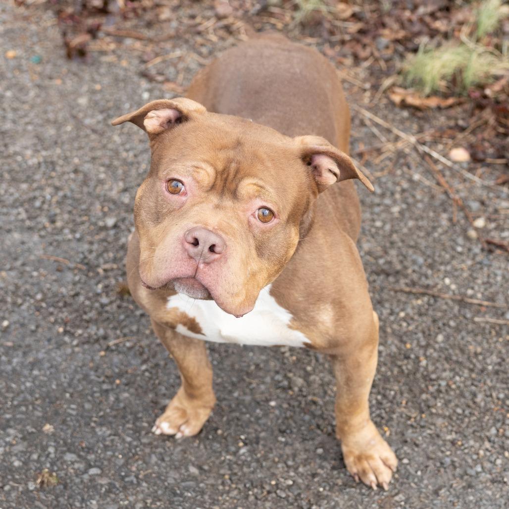 Enlarge Anubis, a ADOPTABLE Mixed Breed in Cape Girardeau, MO image 2/2