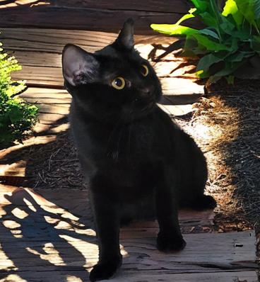 Enlarge Kaya (Bonded with Charlie), a Adoptable American Shorthair in OVERLAND PARK, KS image 5/5