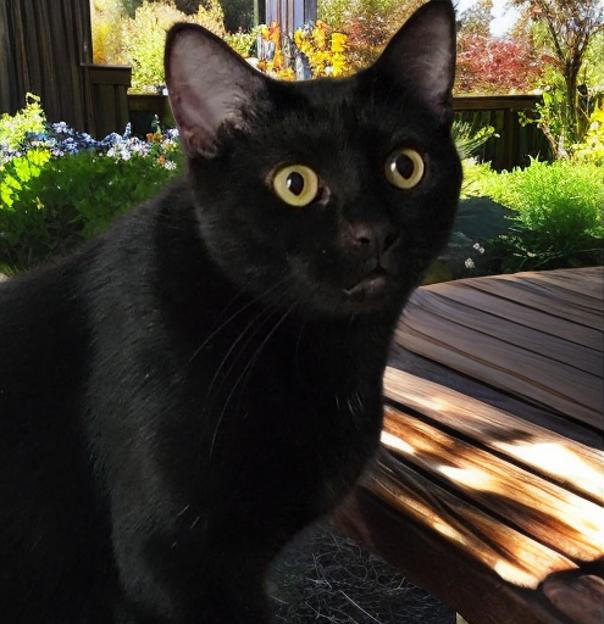 Enlarge Kaya (Bonded with Charlie), a Adoptable American Shorthair in OVERLAND PARK, KS image 4/5