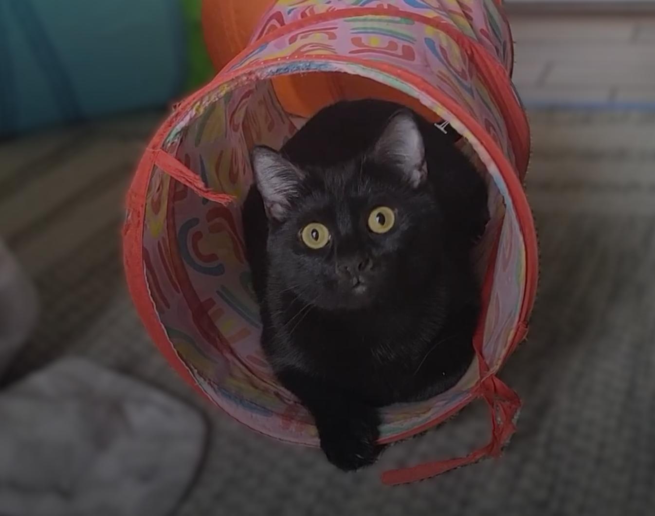 Enlarge Kaya (Bonded with Charlie), a Adoptable American Shorthair in OVERLAND PARK, KS image 2/5