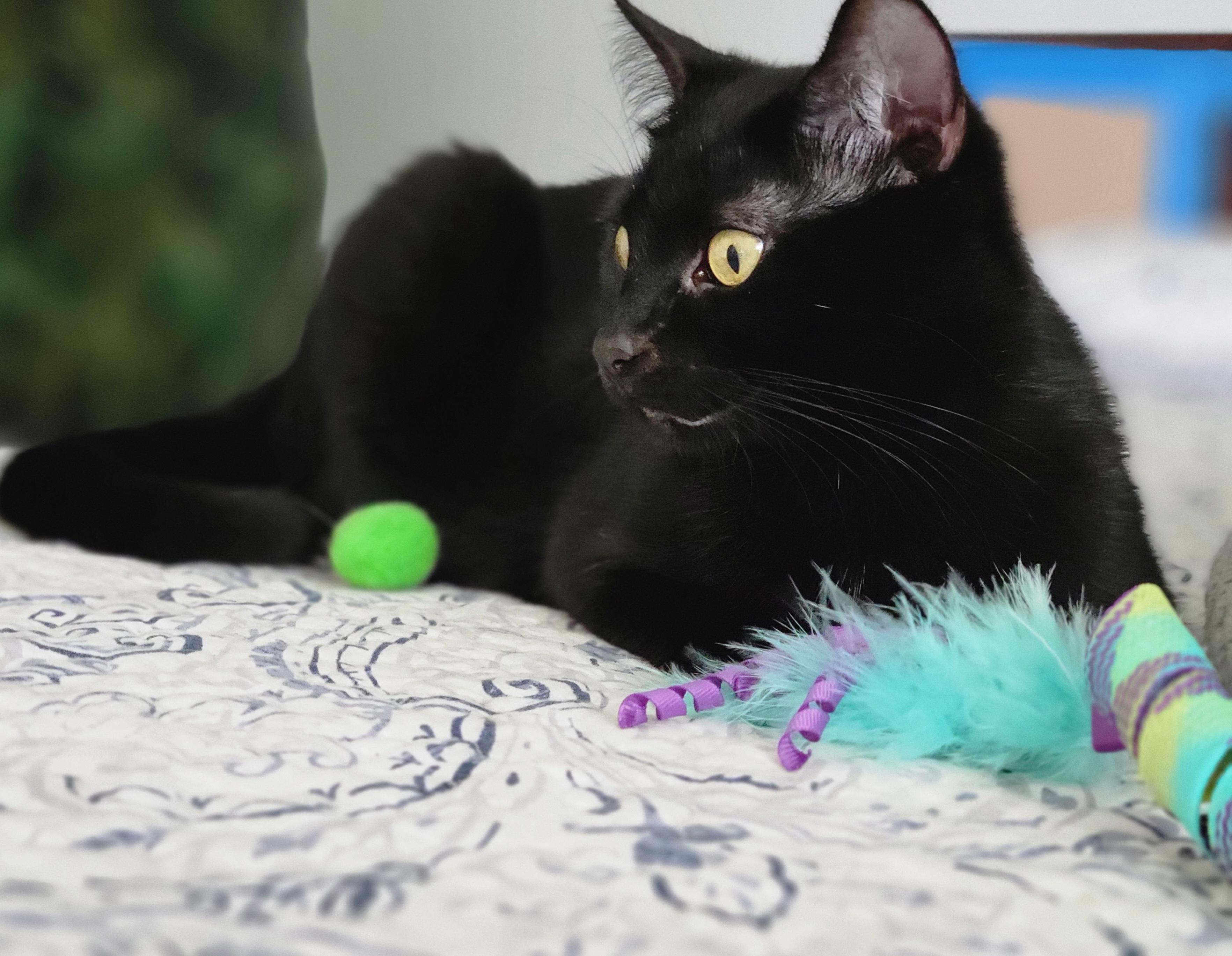 Enlarge Kaya (Bonded with Charlie), a Adoptable American Shorthair in OVERLAND PARK, KS image 1/5