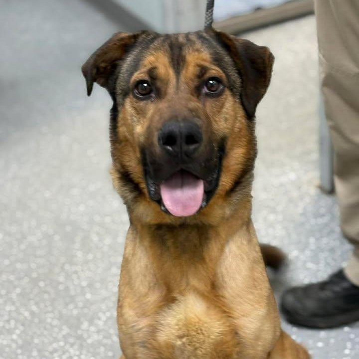 Max, ADOPTABLE, Adult Male Shepherd & Hound.