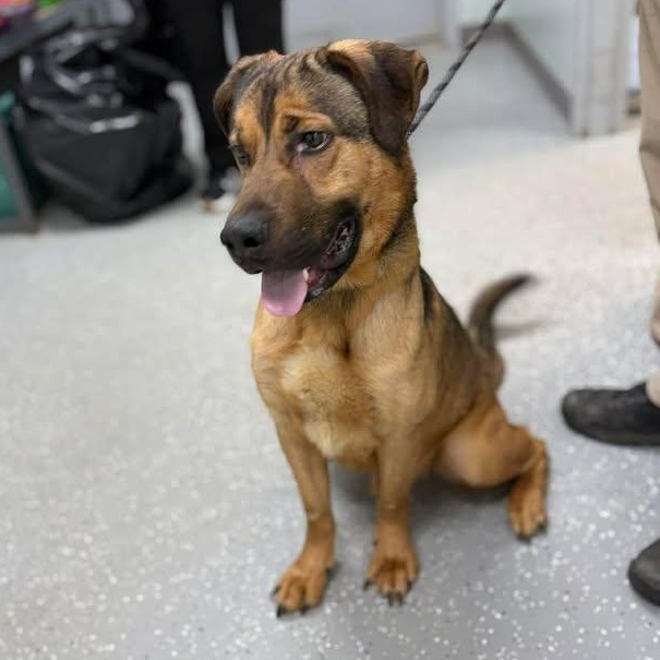 Max, a ADOPTABLE mixed breed in Bardstown, KY image 4/5