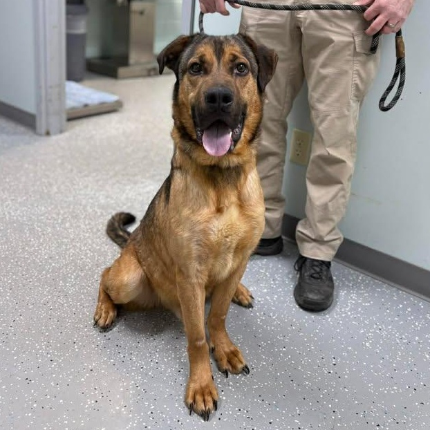 Max, a ADOPTABLE mixed breed in Bardstown, KY image 2/5