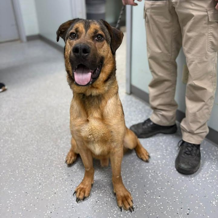 Max, a ADOPTABLE mixed breed in Bardstown, KY image 5/5
