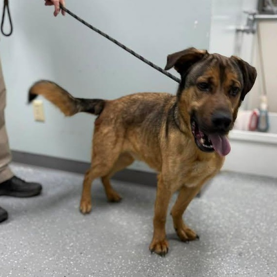 Max, a ADOPTABLE mixed breed in Bardstown, KY image 3/5