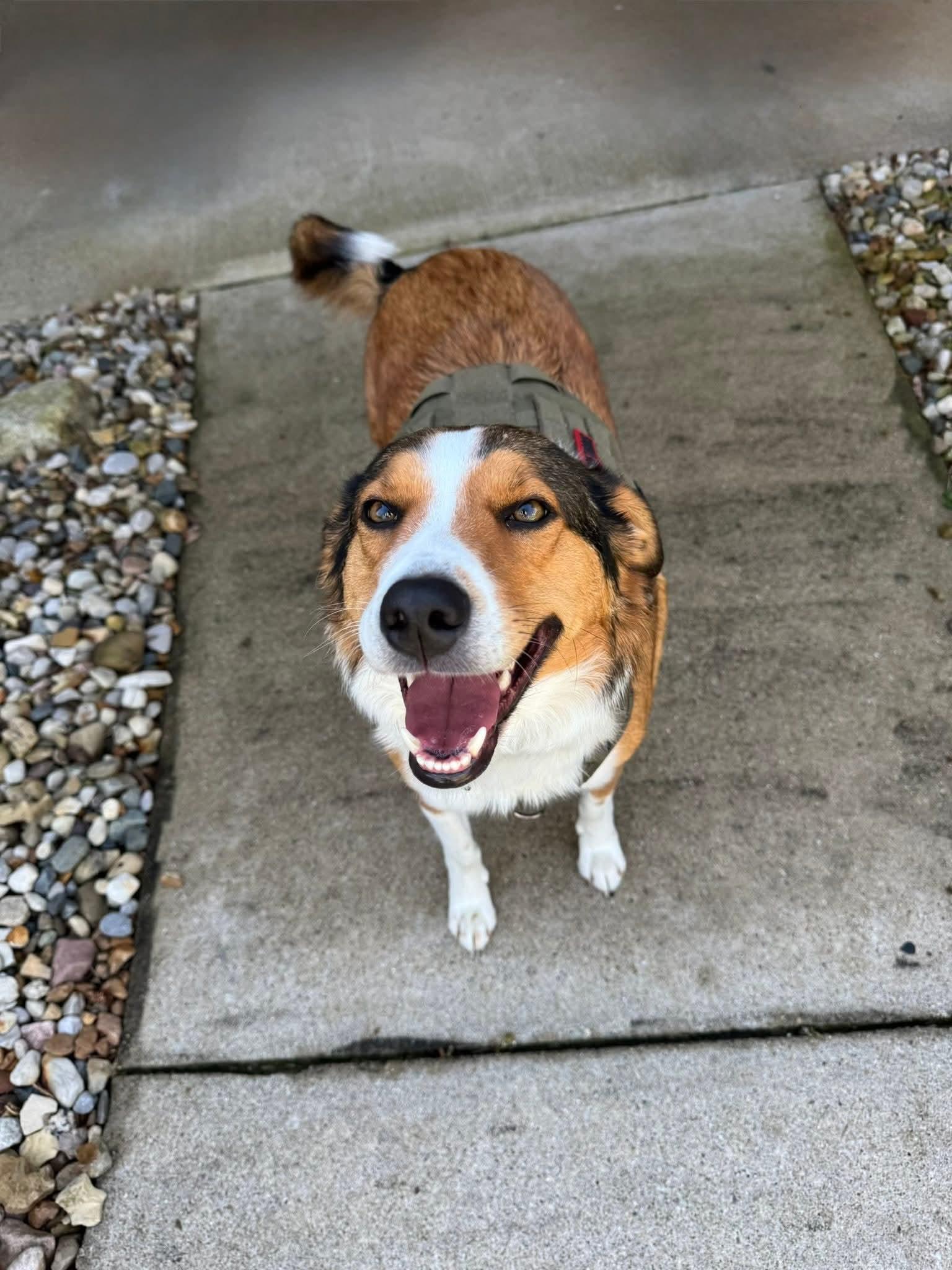 Hank, ADOPTABLE, Adult Male Shetland Sheepdog / Sheltie.