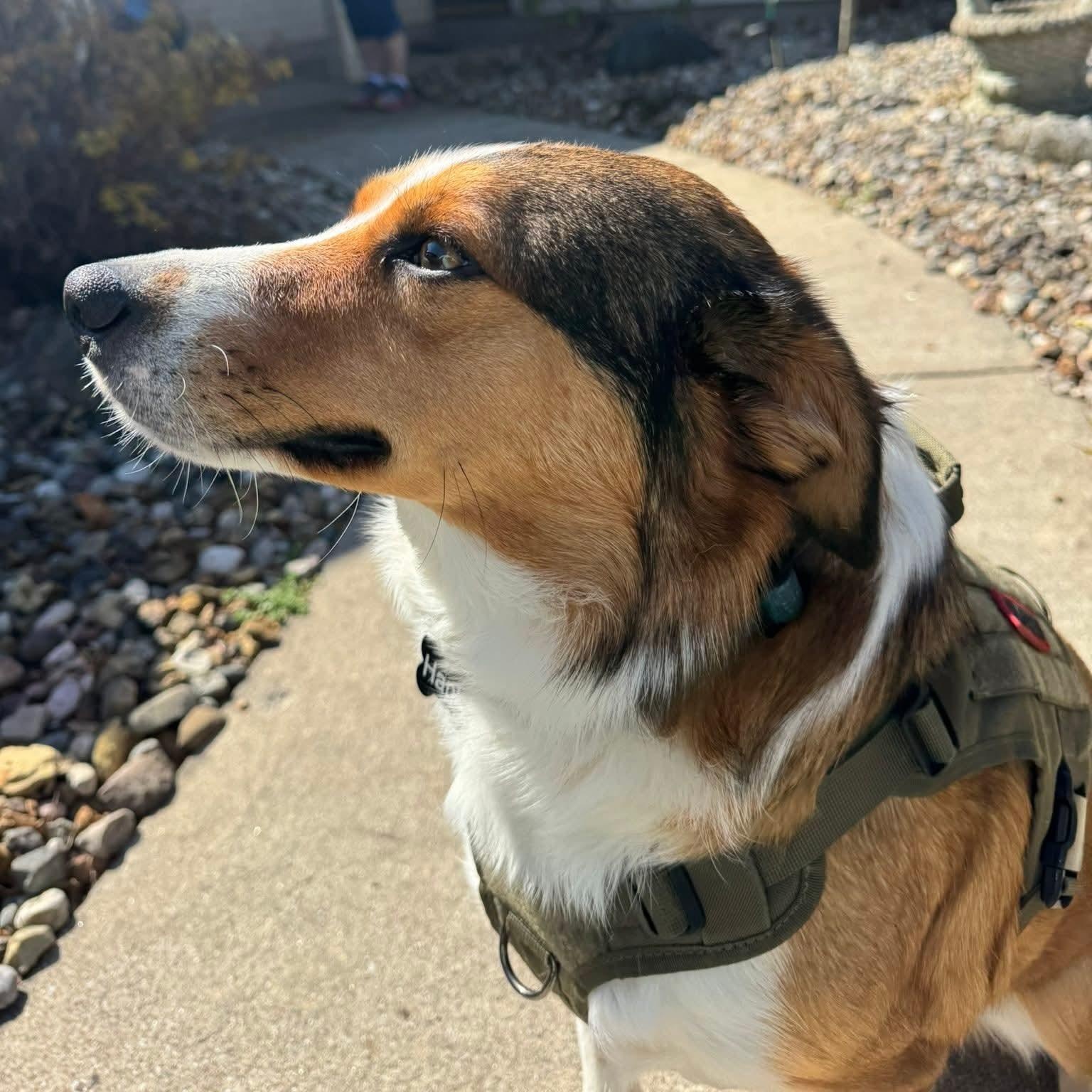 Enlarge Hank, a ADOPTABLE mixed breed in Warsaw, IN image 3/3