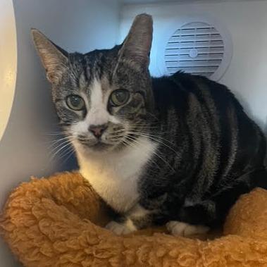 Liza, Adoptable, Senior Female Domestic Short Hair.