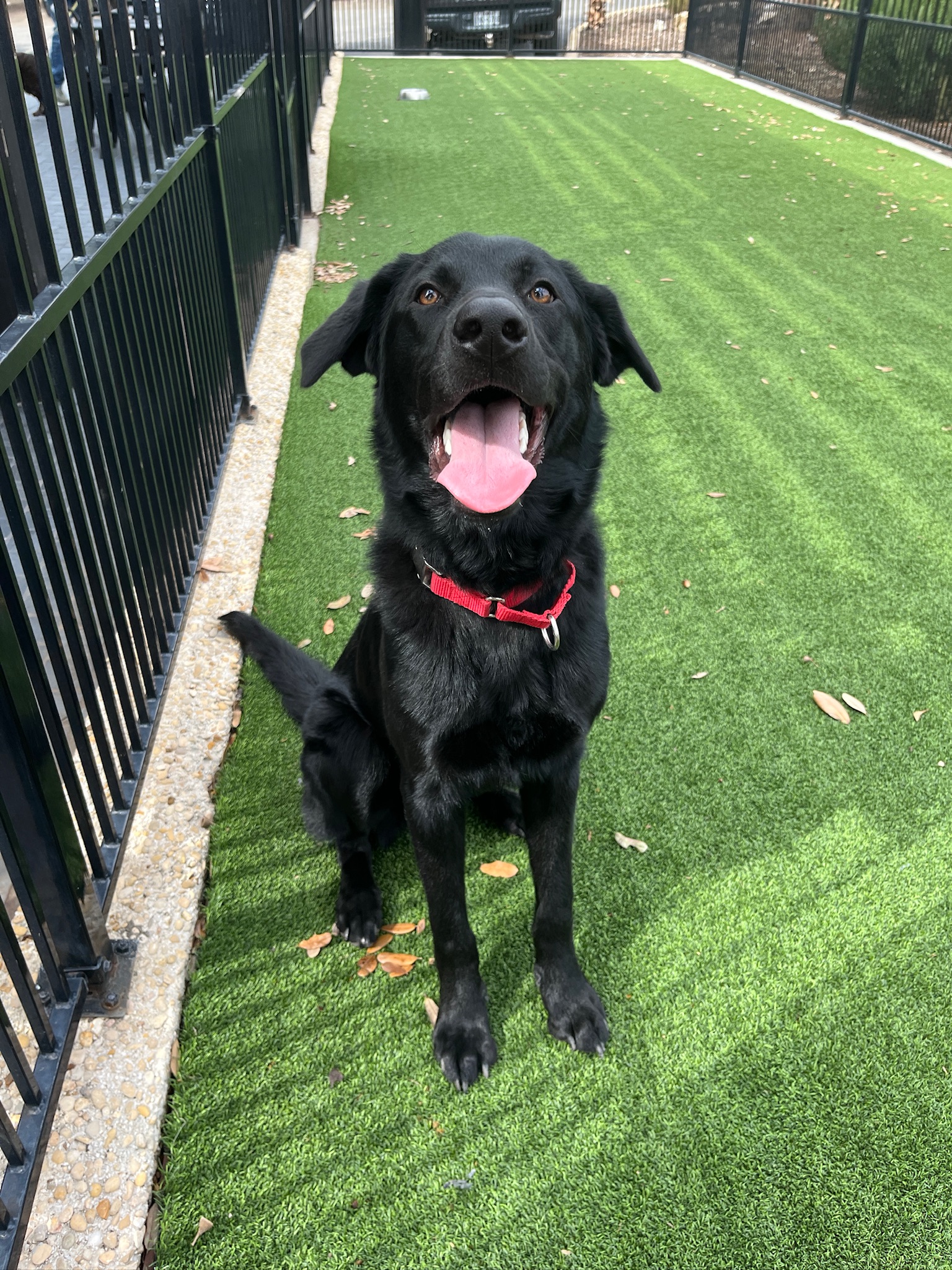 Ramen Noodle, Adopted, Young Male Black Labrador Retriever & German Shepherd Dog.