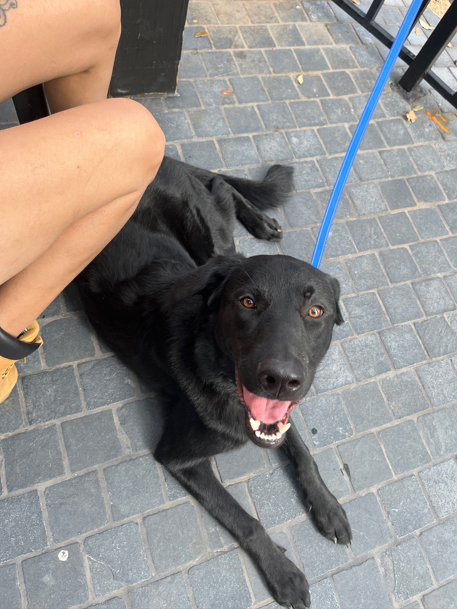 Enlarge Ramen Noodle, a Adopted mixed breed in San Antonio, TX image 2/5