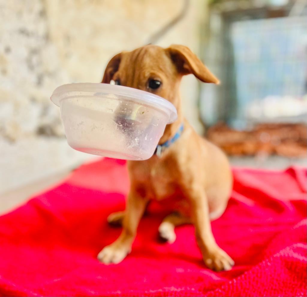 Curly, Adopted, Puppy Male Mixed Breed.