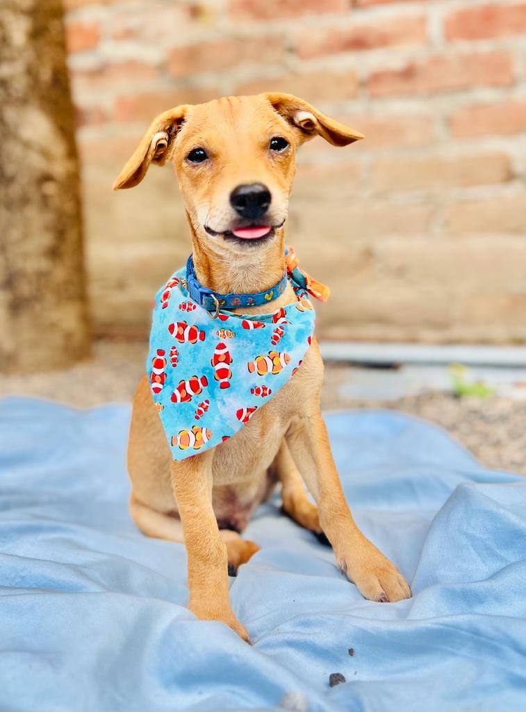 Curly, a Adopted Mixed Breed in Calgary, AB image 2/6