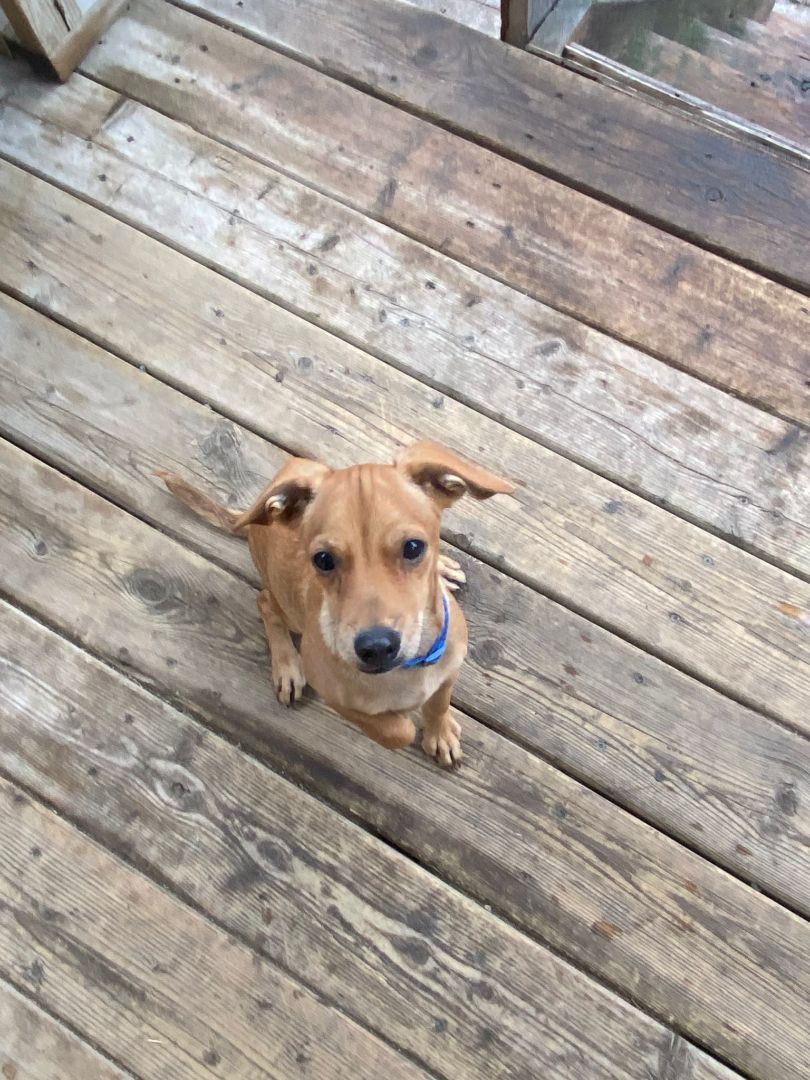 Curly, a Adopted Mixed Breed in Calgary, AB image 3/6
