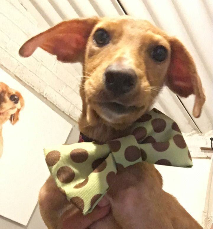 Curly, a Adopted Mixed Breed in Calgary, AB image 4/6