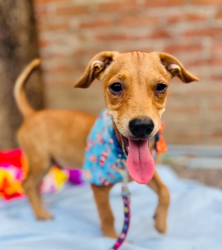 Curly, Adopted, Puppy Male Mixed Breed.