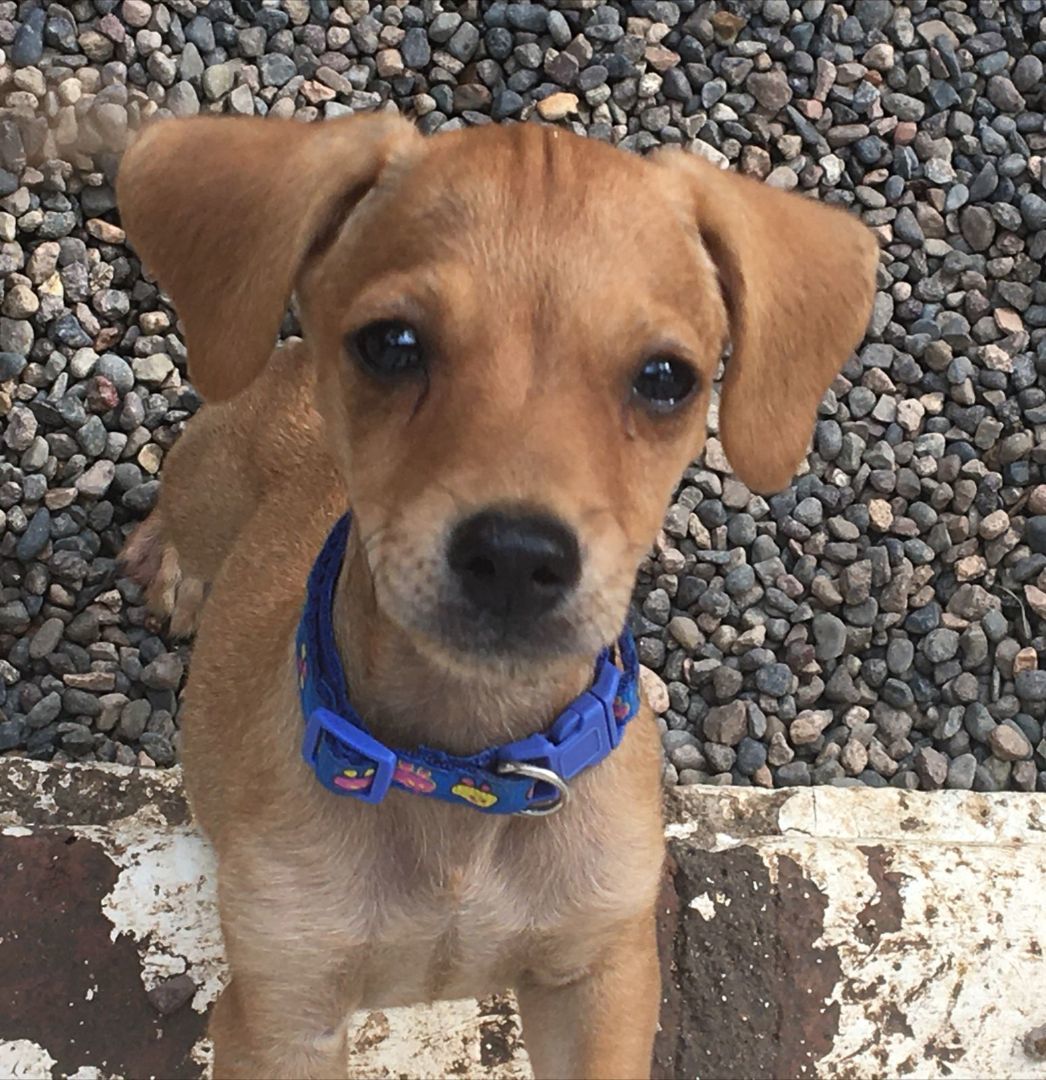 Curly, a Adopted Mixed Breed in Calgary, AB image 6/6