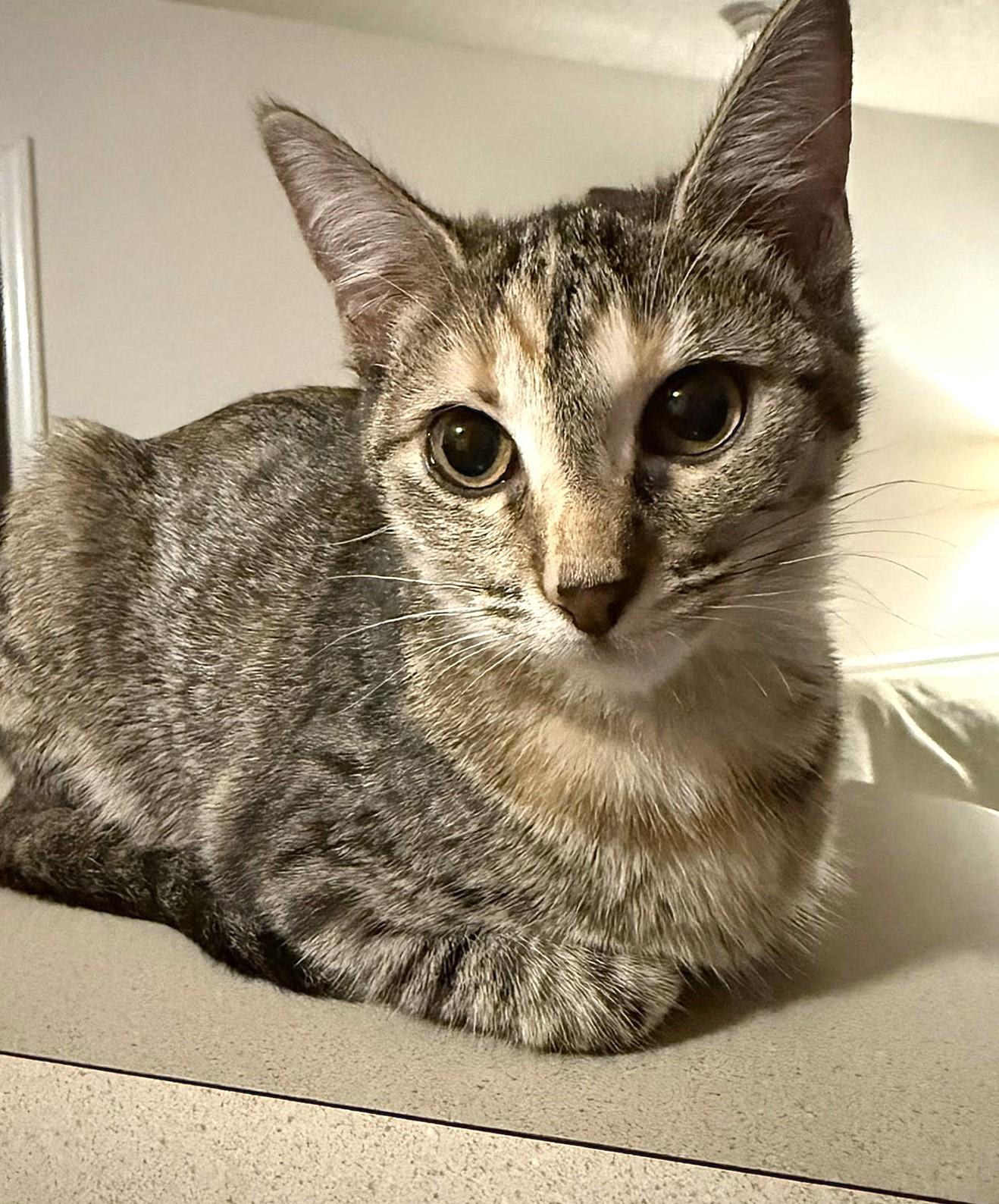 Darla, ADOPTABLE, Young Female Calico & Tabby.