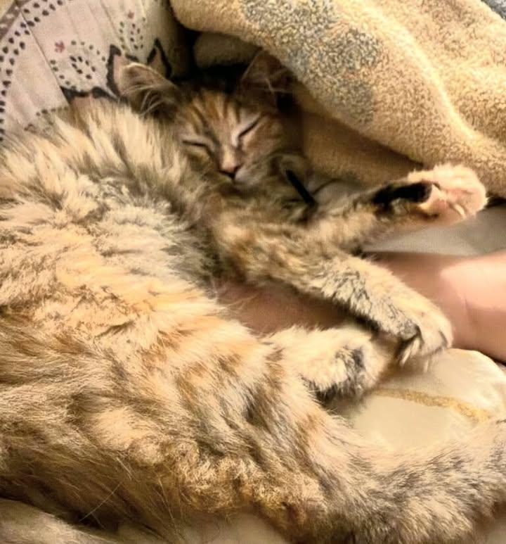 Enlarge Darla, a ADOPTABLE mixed breed in Greenville, NC image 3/6