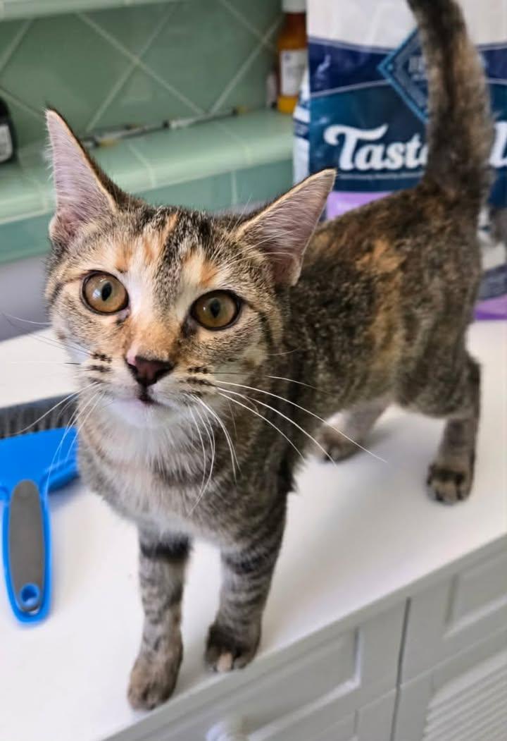 Enlarge Darla, a ADOPTABLE mixed breed in Greenville, NC image 2/6