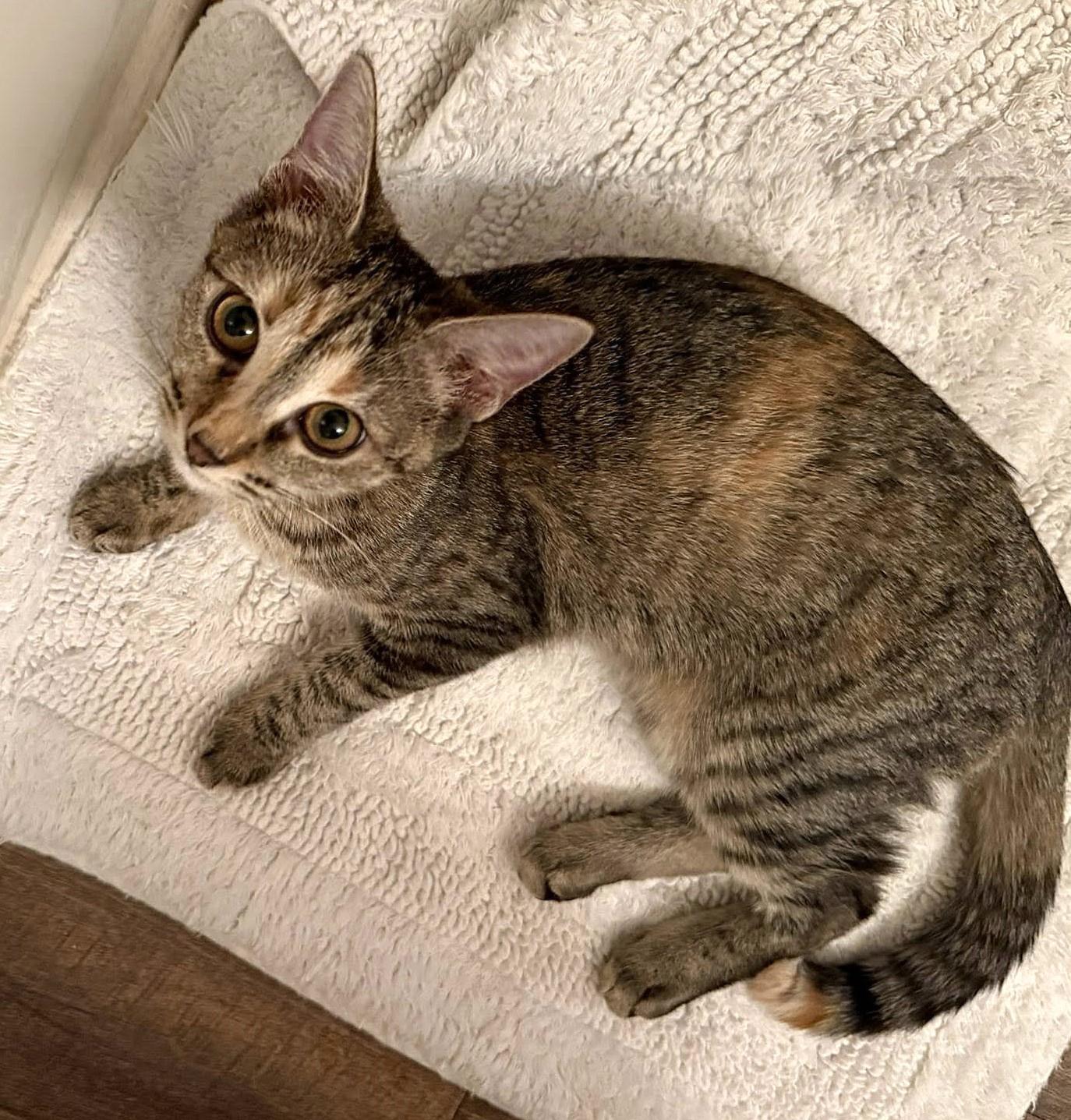 Enlarge Darla, a ADOPTABLE mixed breed in Greenville, NC image 5/6