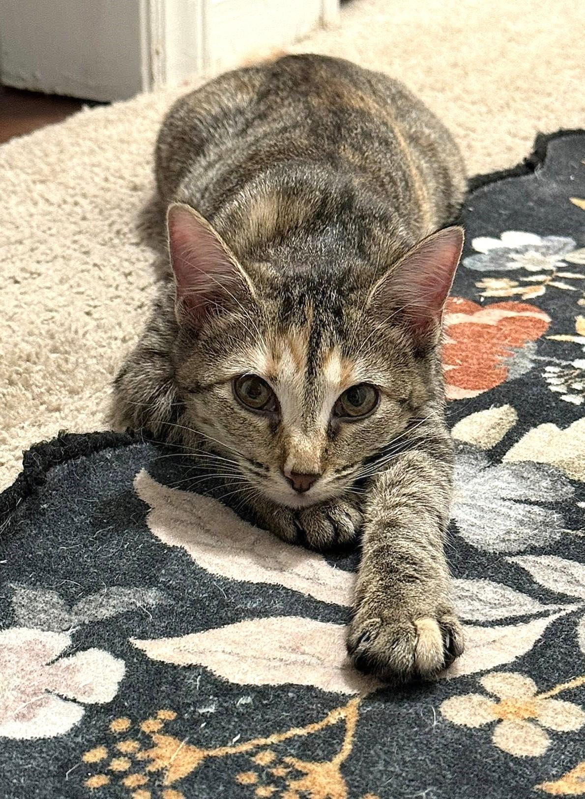 Enlarge Darla, a ADOPTABLE mixed breed in Greenville, NC image 6/6