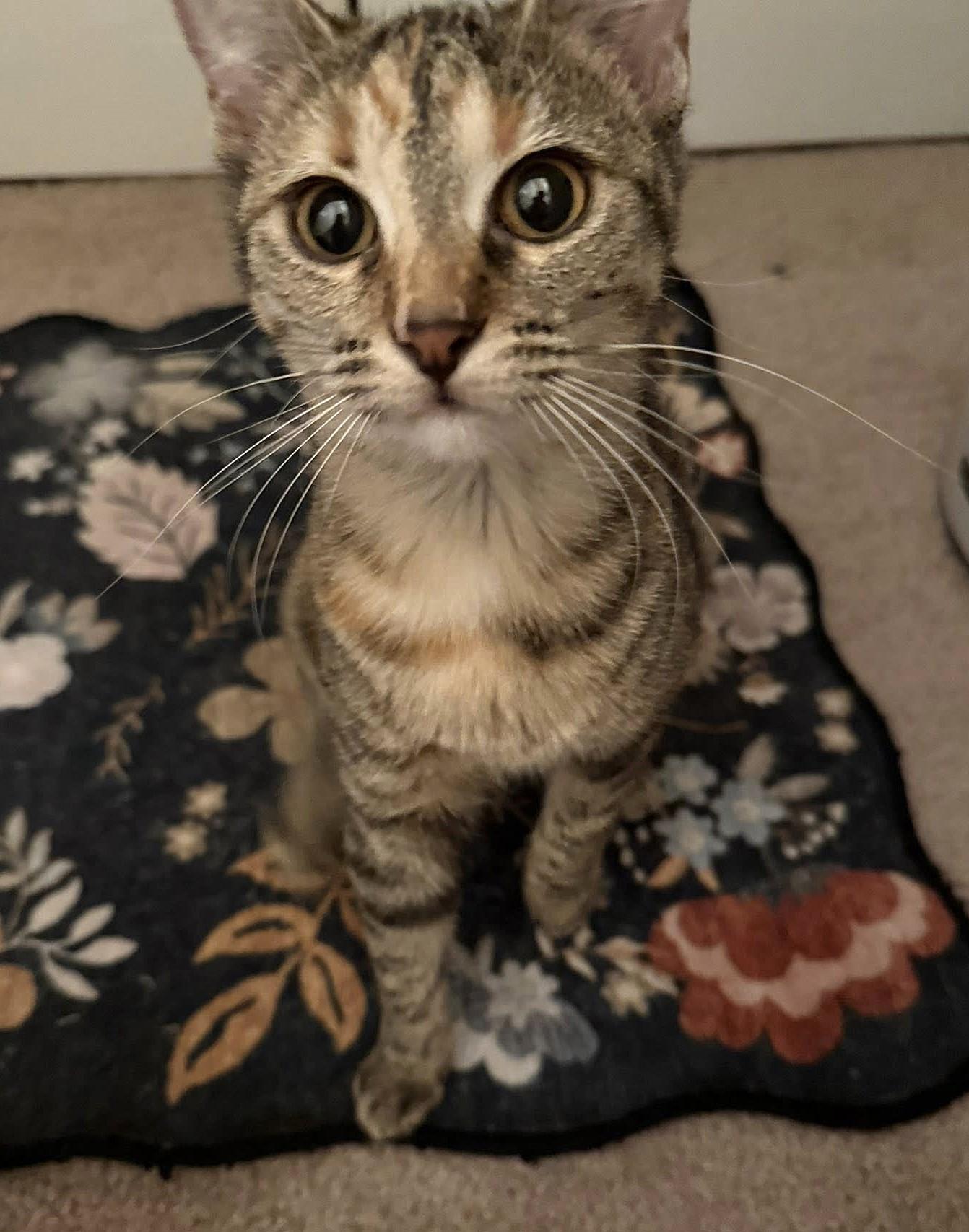 Enlarge Darla, a ADOPTABLE mixed breed in Greenville, NC image 4/6