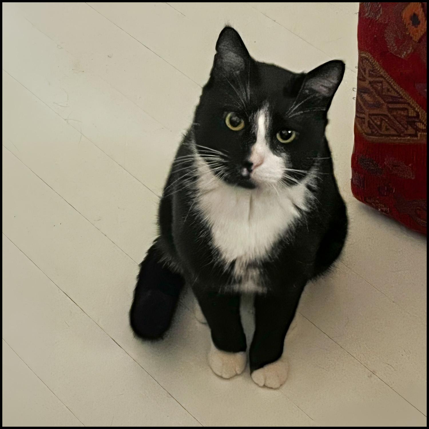 Enlarge Oreo, a ADOPTABLE mixed breed in Roswell, GA image 1/1