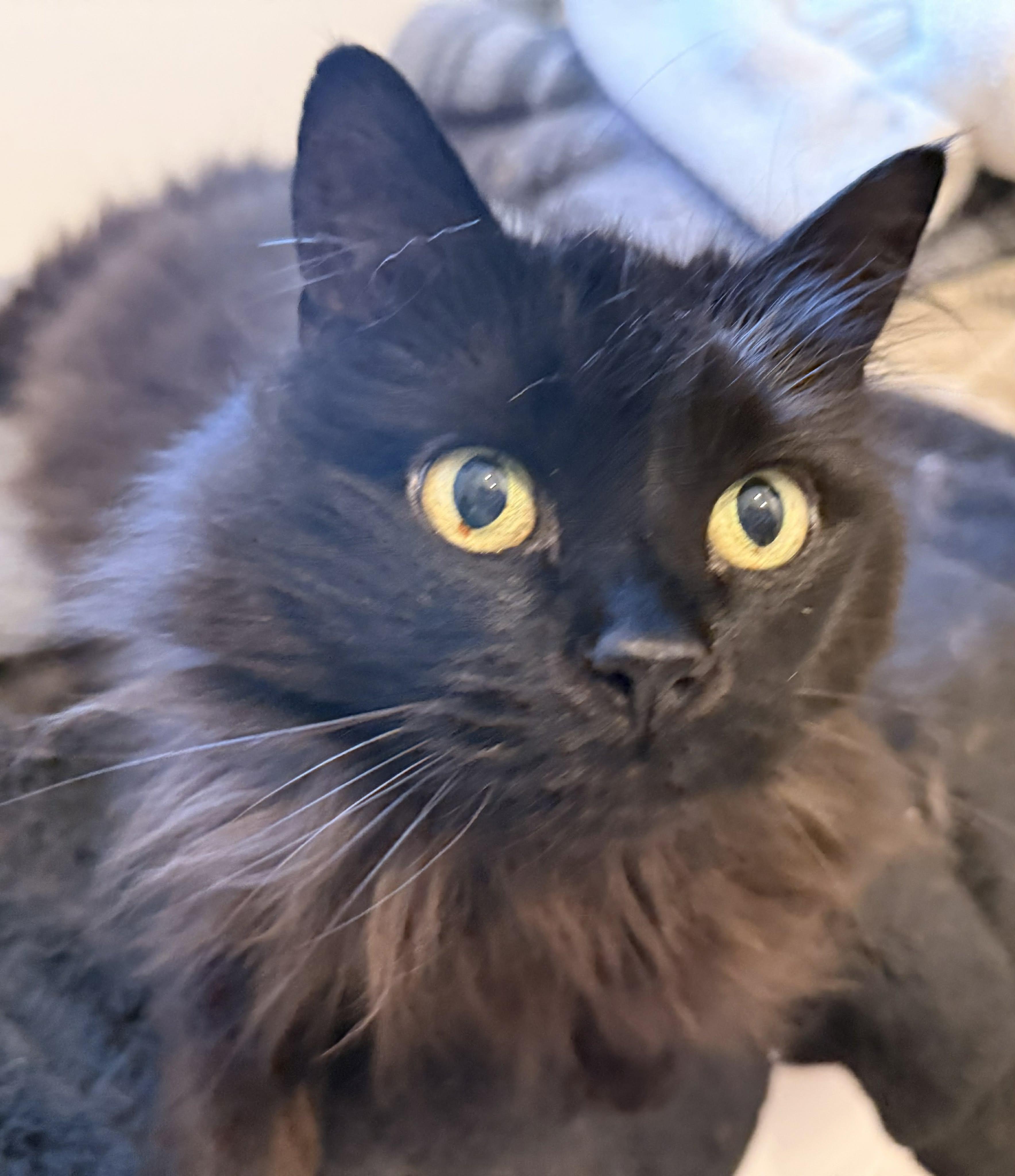 MINNIE, an adopted Domestic Long Hair in Tillsonburg, ON image 2/3