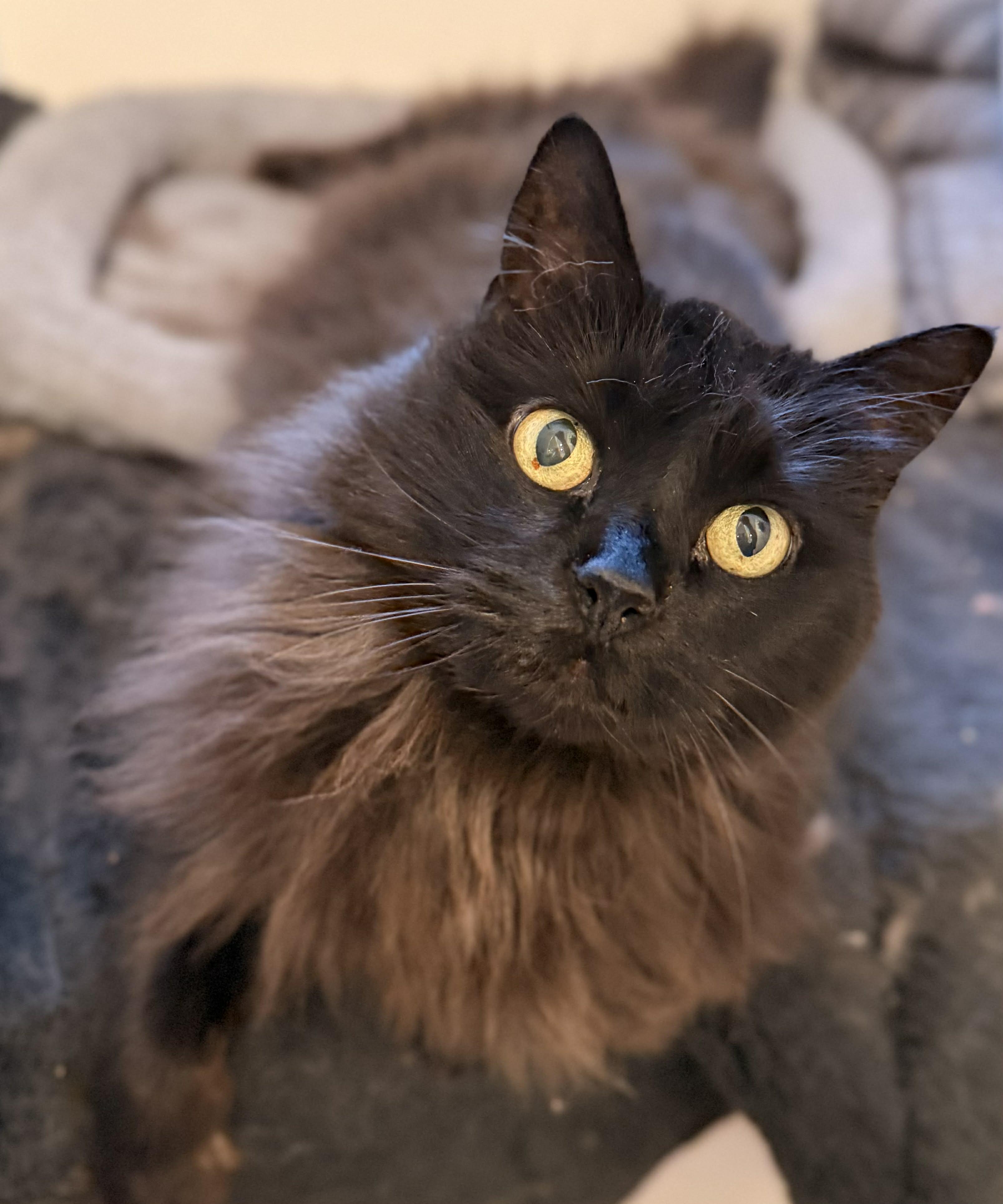 MINNIE, an adopted Domestic Long Hair in Tillsonburg, ON image 1/3