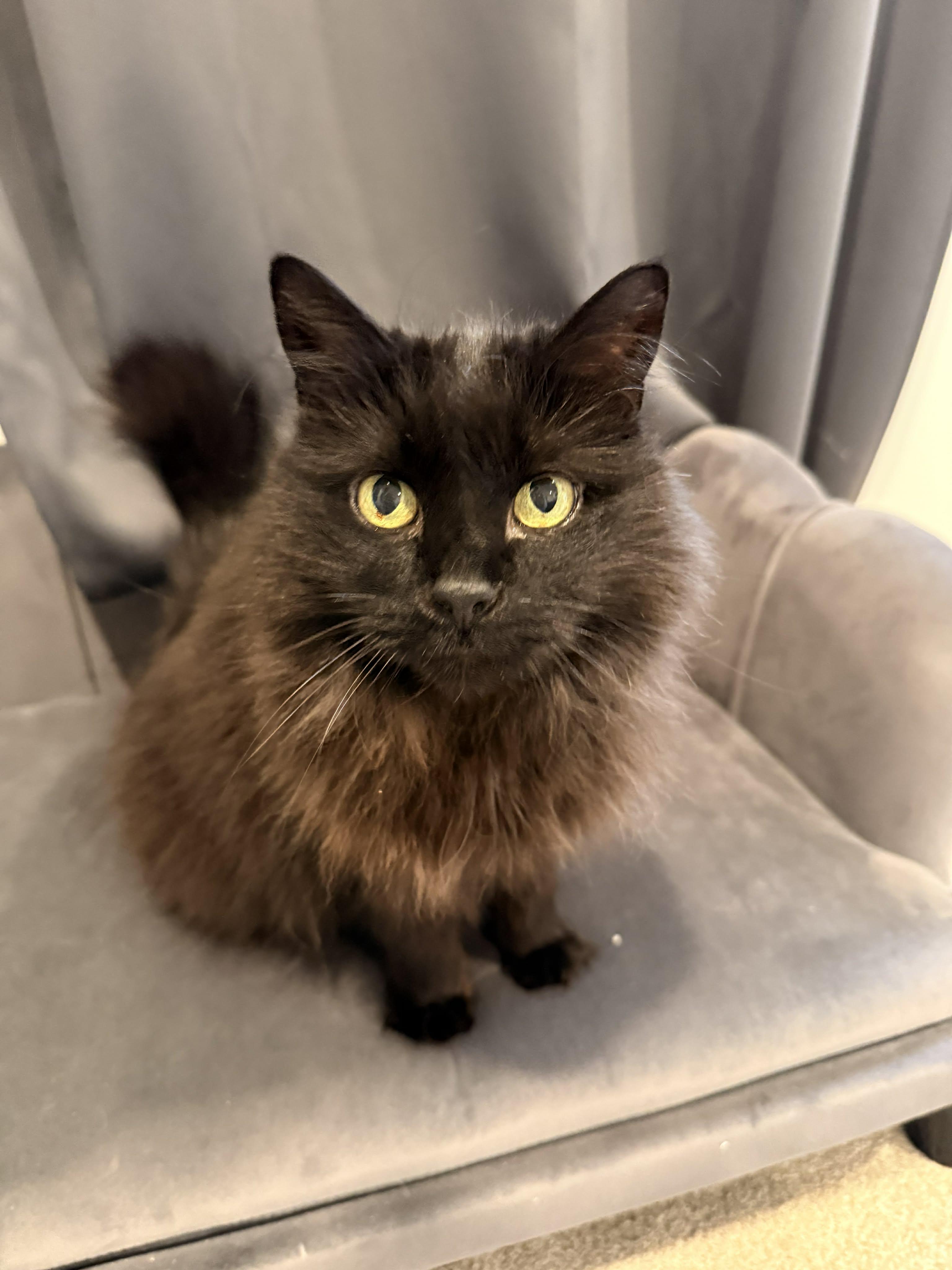 MINNIE, an adopted Domestic Long Hair in Tillsonburg, ON image 3/3