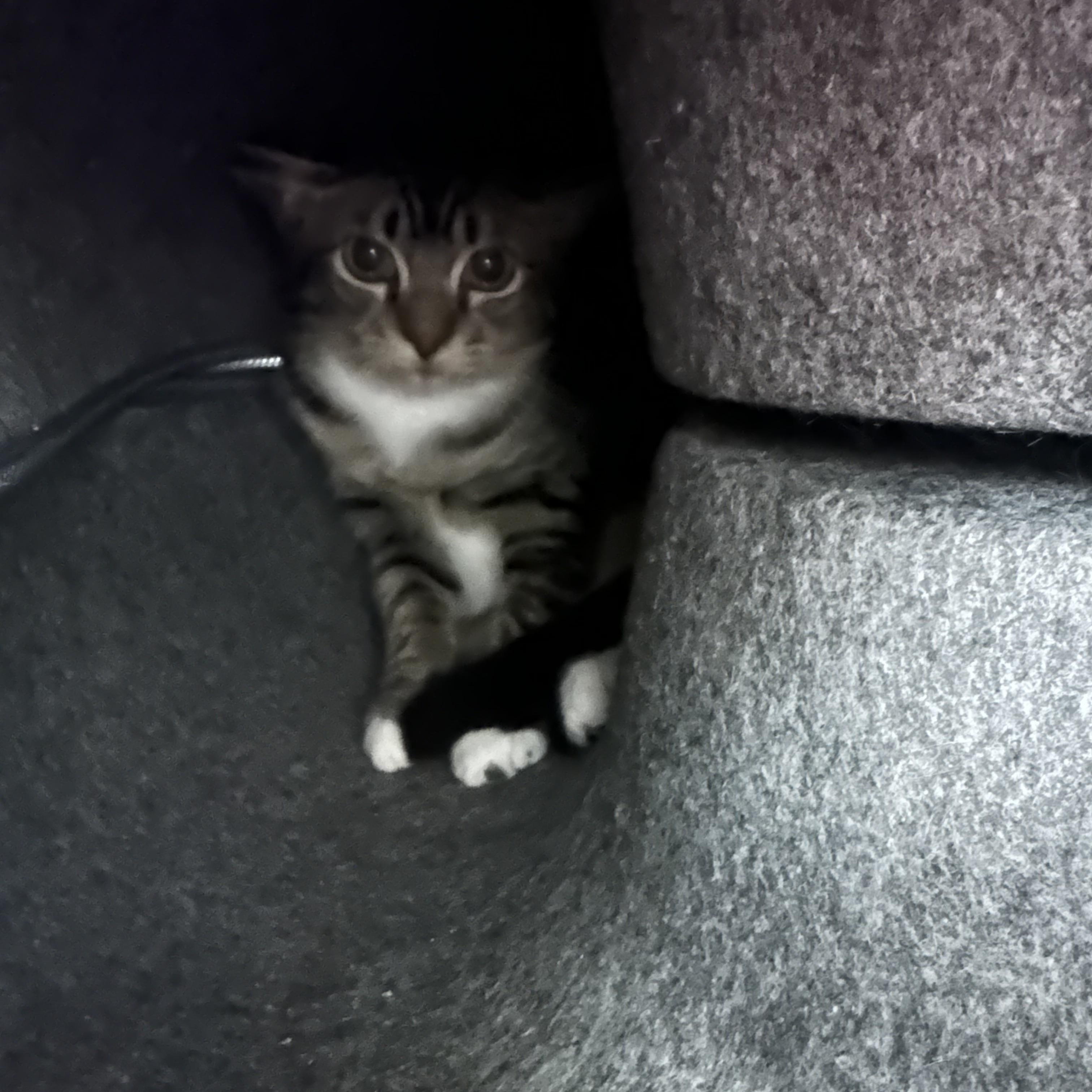 Mandy & Magnolia, Adoptable, Young Female Domestic Short Hair.