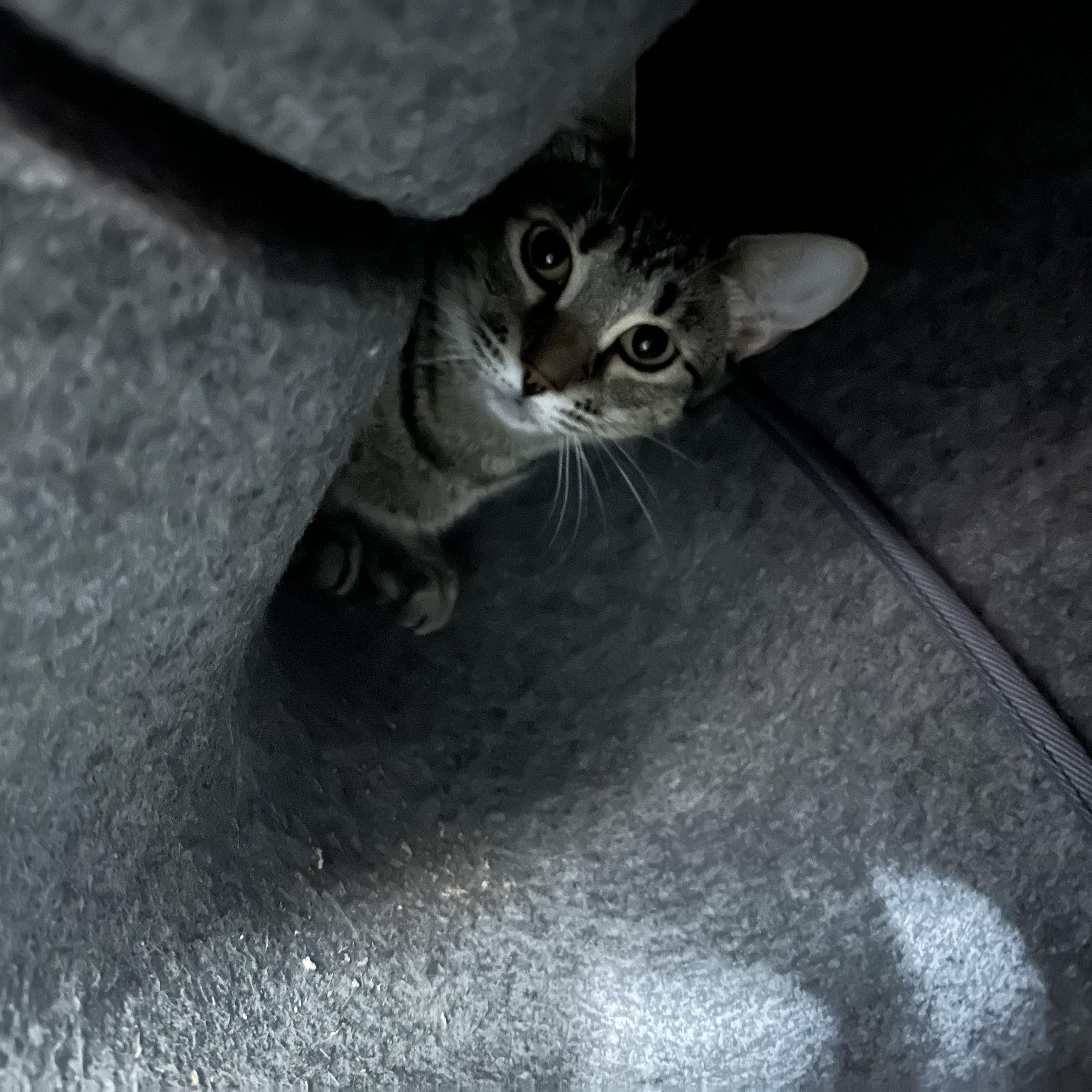 Mandy & Magnolia, a Adoptable Domestic Short Hair in Jaffrey, NH image 2/2