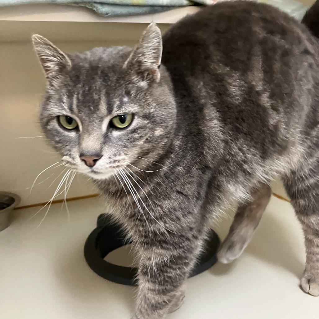 Lynx, Adoptable, Adult Female Domestic Short Hair.