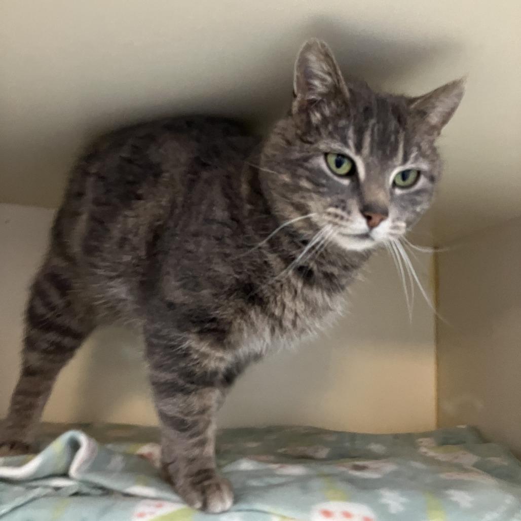 Enlarge Lynx, a Adoptable Domestic Short Hair in Idaho Falls, ID image 2/4