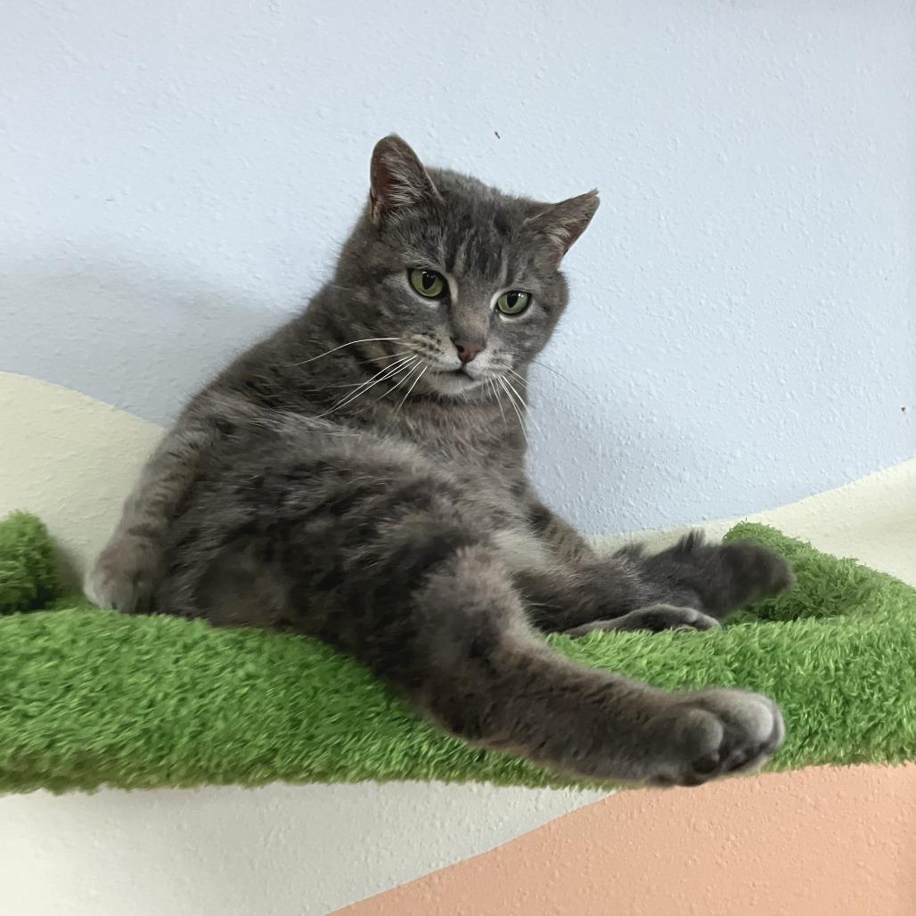 Enlarge Lynx, a Adoptable Domestic Short Hair in Idaho Falls, ID image 3/4