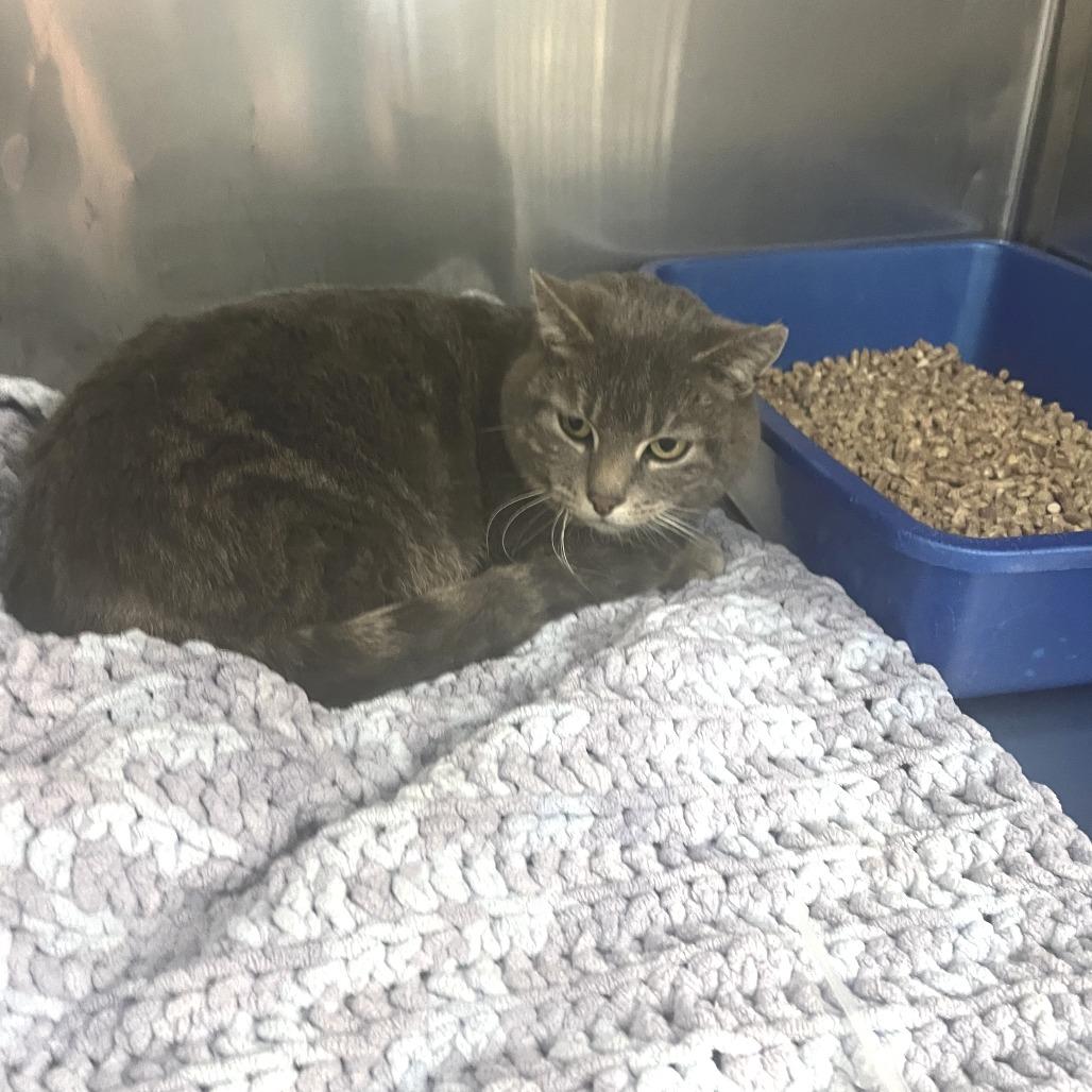 Enlarge Lynx, a Adoptable Domestic Short Hair in Idaho Falls, ID image 4/4