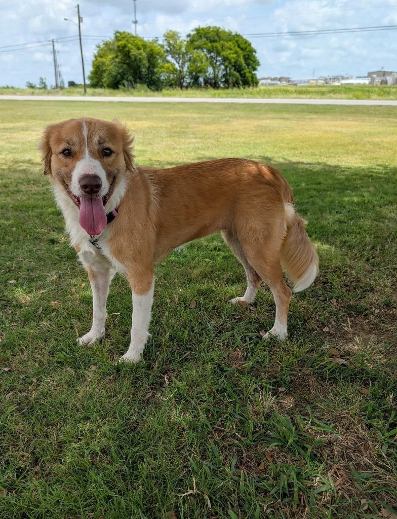 Millie (Penny), Adopted, Young Female Collie & Border Collie.