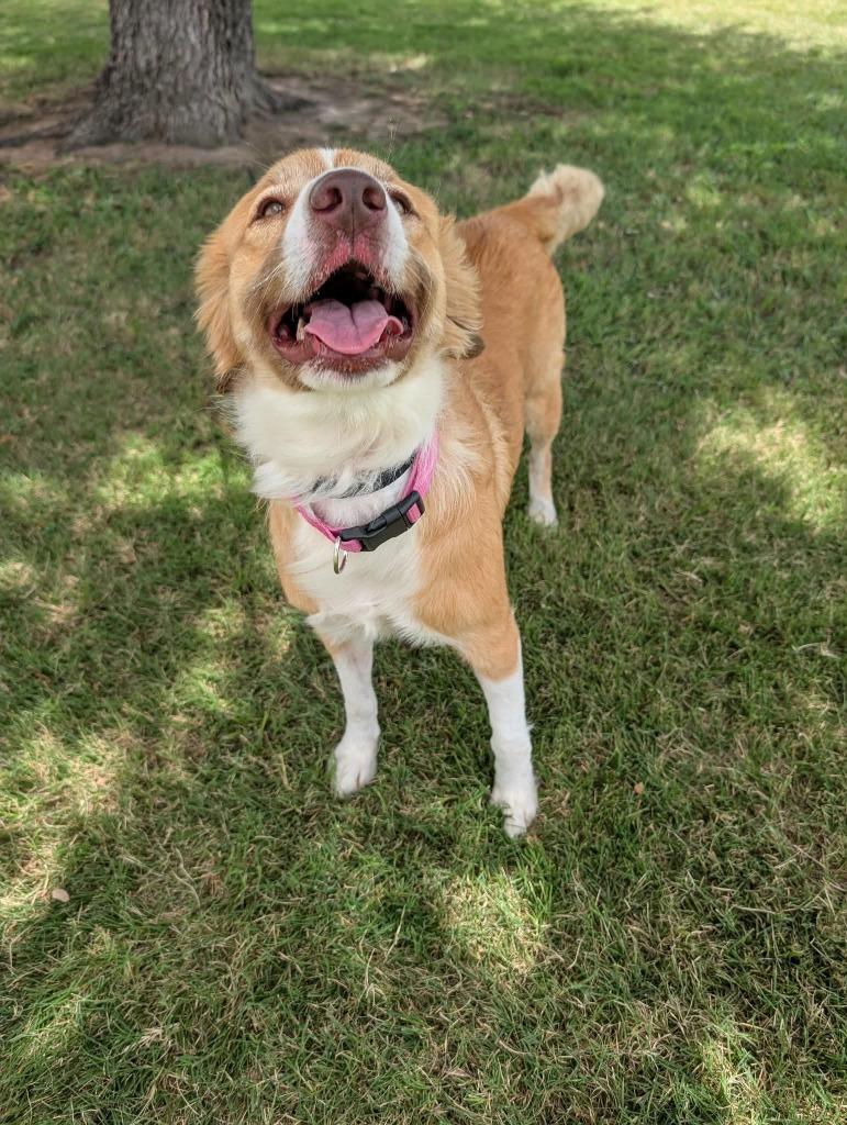 Millie (Penny), a Adopted mixed breed in Arlington, TX image 2/4