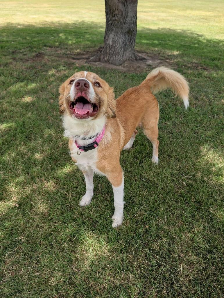 Millie (Penny), a Adopted mixed breed in Arlington, TX image 3/4