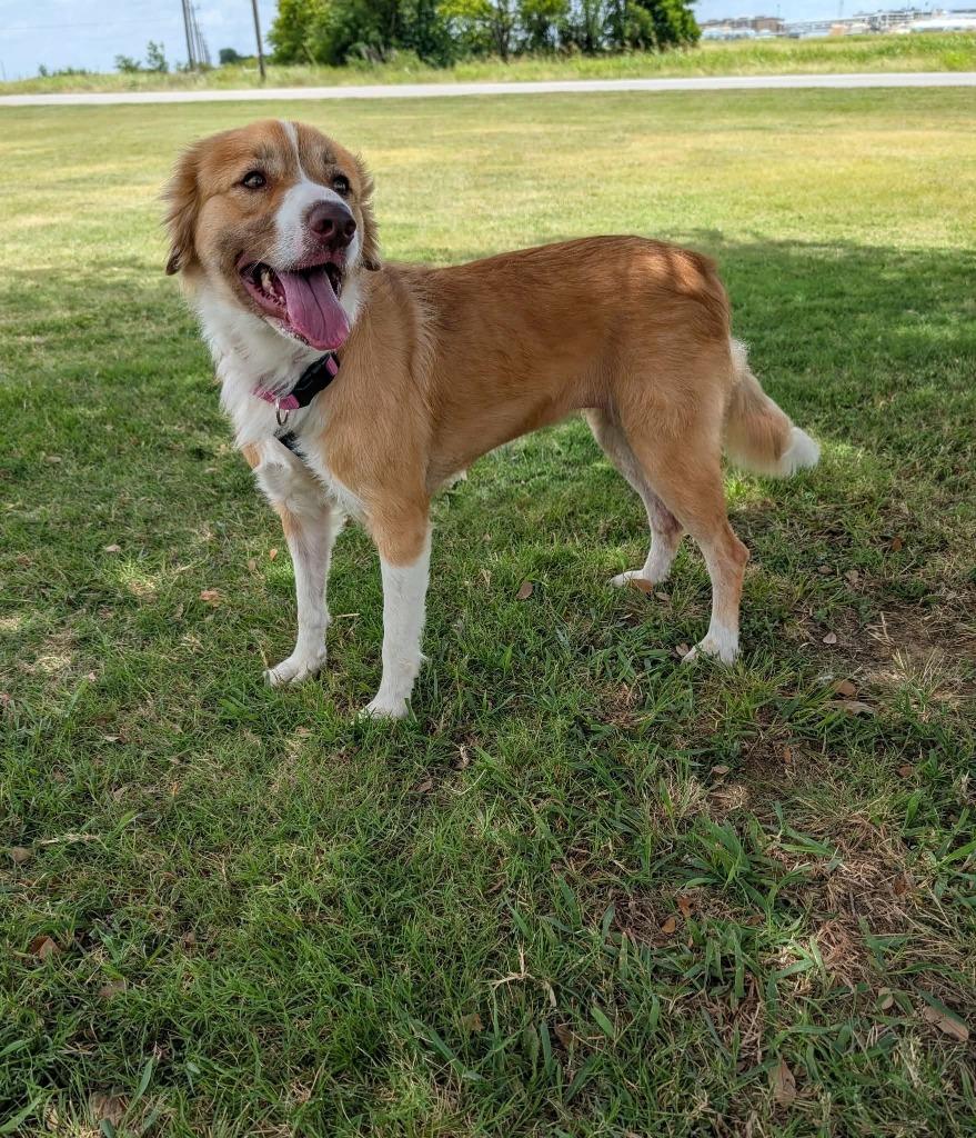 Millie (Penny), a Adopted mixed breed in Arlington, TX image 4/4
