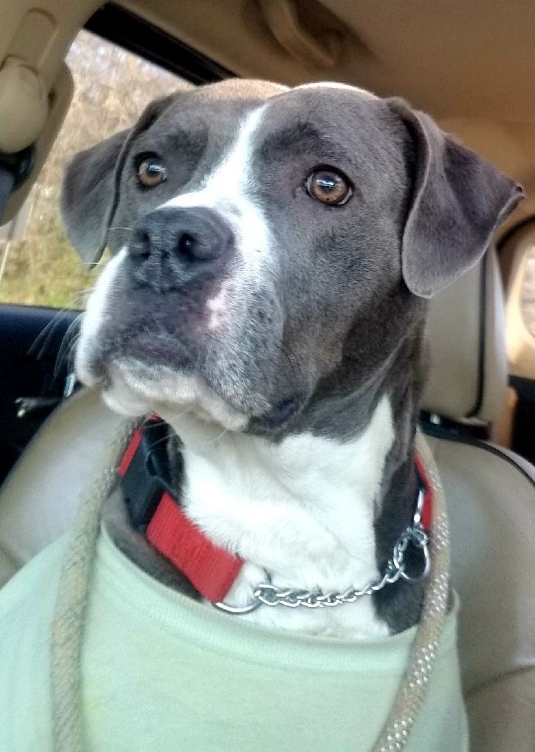 Enlarge Ruby, a Adoptable mixed breed in Gainesville, GA image 1/4