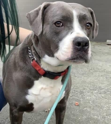 Enlarge Ruby, a Adoptable mixed breed in Gainesville, GA image 3/4